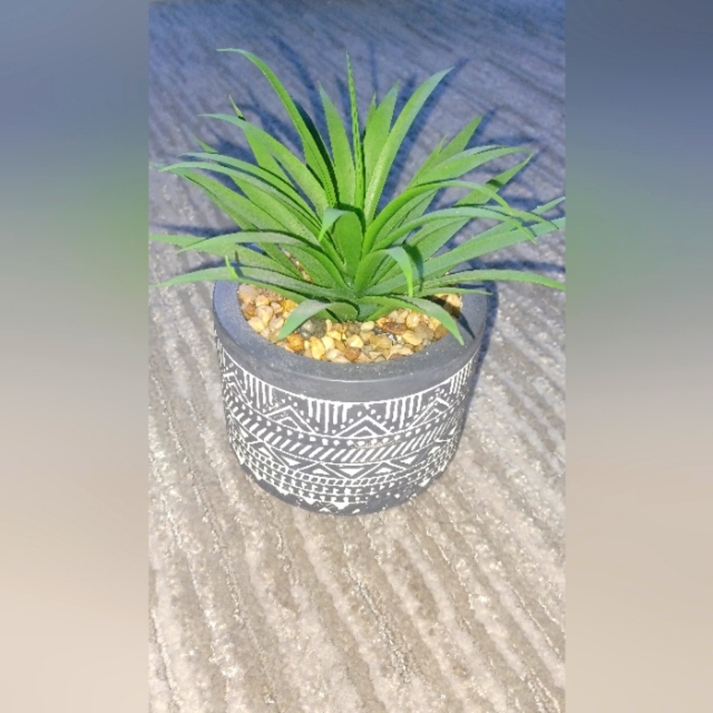 Ornament plant